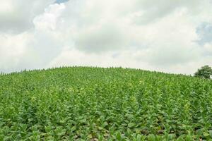 Tobacco garden field when growing season terracing method on high ground. The photo is suitable to use for botanical background, nature tobacco posters and nature content media.