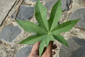 textura y superficie de marijuana hoja cuando primavera estación, sostener por mano. el foto es adecuado a utilizar para marijuana contenido medios de comunicación, naturaleza antecedentes y marijuana póster.