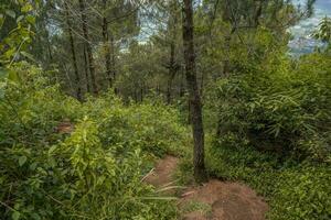 The way on the pine forest that going to peak mountain when summer time. The photo is suitable to use for adventure content media, nature poster and forest background.