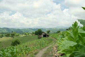 Landscape tobacco and corn field when dry season with blue sky and cloudy vibes. The photo is suitable to use for garden field content media, nature poster and farm background.