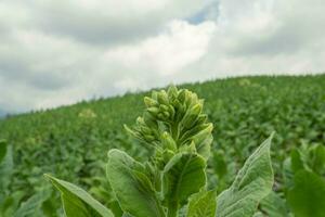 Green tobacco flower bud when spring season on garden field. The photo is suitable to use for garden field content media, nature poster and farm background.