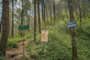 el camino en el pino bosque ese yendo a pico montaña cuando verano tiempo. el foto es adecuado a utilizar para aventuras contenido medios de comunicación, naturaleza póster y bosque antecedentes.