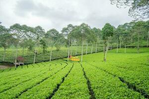 Landscape of green tea garden on the top mountain with cloudy sky. photo