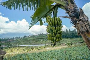 Green banana hanging on the banana tree waiting for harvest season. The photo is suitable to use for garden field content media, nature poster and farm background.
