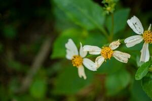 Wild white flower when is blossom at the spring time. The photo is suitable to use for botanical flower content media and nature background.