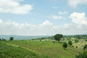 Landscape tobacco and corn field when dry season with blue sky and cloudy vibes. The photo is suitable to use for garden field content media, nature poster and farm background.