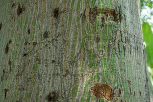 Surface and texture of tree trunk on pine forest when spring time. The photo is suitable to use for botanical background, nature posters and nature content media.