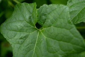 Close up photo of green little leaf on the park. Photo is suitable to use for nature background, botanical poster and nature content media.