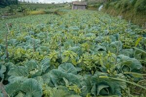 Cabbage garden field when harvest season with array planting. The photo is suitable to use for garden field content media, nature poster and farm background.