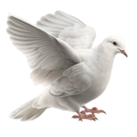 Pigeon sur une transparent arrière-plan, génératif ai png