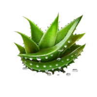 Aloe vera isoliert auf transparent Hintergrund generativ ai png