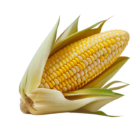 corn isolated on transparent background. png