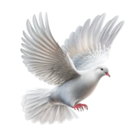 pigeon on a transparent background, png