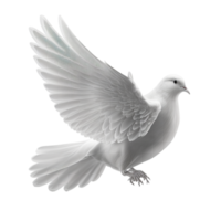 pigeon on a transparent background, png