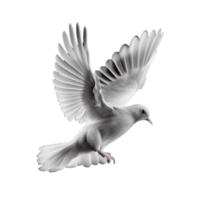 pigeon on a transparent background, png