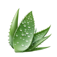 Aloe vera isoliert auf transparent Hintergrund generativ ai png