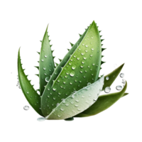 Aloe vera isoliert auf transparent oder transparent Hintergrund generativ ai png