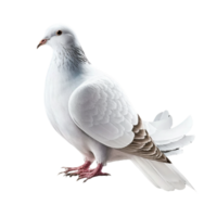pigeon on a transparent background, png
