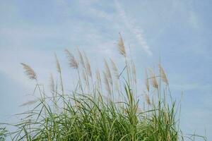 Pampas grass flower when summer time with blue sky. The photo is suitable to use for nature background and flora content media.