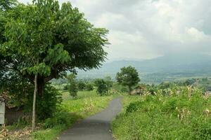 paisaje tabaco y maíz campo cuando seco temporada con azul cielo y nublado vibras. el foto es adecuado a utilizar para jardín campo contenido medios de comunicación, naturaleza póster y granja antecedentes.