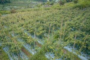 Chili and tomato garden field when springtime. The photo is suitable to use for garden field content media, nature poster and farm background.
