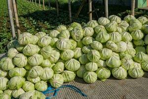 Lot of cabbage after harvest season, preparation for sell to traditional market. The photo is suitable to use for garden field content media, nature poster and farm background.