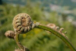 Fern leaf bud on the mountain with blurry background. The photo is suitable to use for botanical nature background, fern content media and tropical poster.