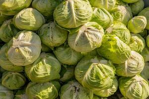 Lot of cabbage after harvest season, preparation for sell to traditional market. The photo is suitable to use for garden field content media, nature poster and farm background.