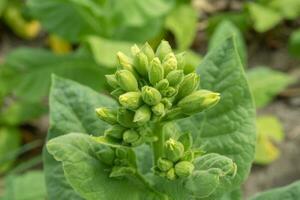 Green tobacco flower bud when spring season on garden field. The photo is suitable to use for garden field content media, nature poster and farm background.