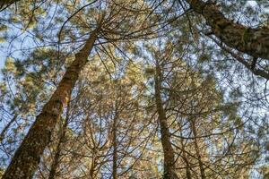 Pine forest when springtime that on the track for hiking mountain. The photo is suitable to use for adventure content media, nature poster and forest background.