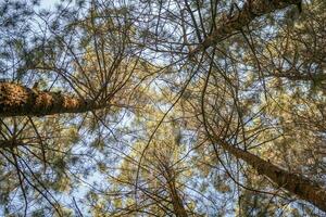 Pine forest when springtime that on the track for hiking mountain. The photo is suitable to use for adventure content media, nature poster and forest background.