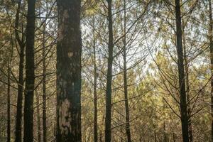 Pine forest when springtime that on the track for hiking mountain. The photo is suitable to use for adventure content media, nature poster and forest background.