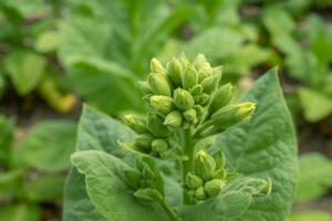 verde tabaco flor brote cuando primavera temporada en jardín campo. el foto es adecuado a utilizar para jardín campo contenido medios de comunicación, naturaleza póster y granja antecedentes.