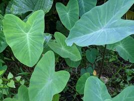 Close up green taro leaves on the river side when spring season. The photo is suitable to use for green leaves content media, nature poster and green leaves background.