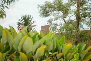 Decorative green leaf on the national park. The photo is suitable to use for travel destination background and content media.