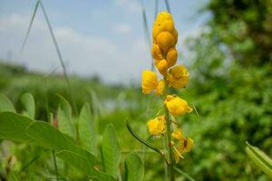 Wild yellow flower when is blossom at the spring time. The photo is suitable to use for botanical flower content media and nature background.