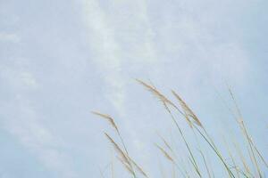 Pampas grass flower when summer time with blue sky. The photo is suitable to use for nature background and flora content media.