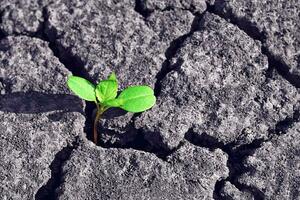 Green plant sprouts through dry cracked soil photo