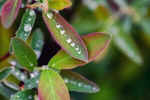 Red and green leaves with rain drops, macro close up photo