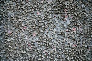 Gray grunge stone wall background photo