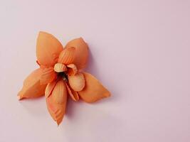 Greeting card background, orange dried flowers on pink. Flat lay, top view, copy space photo