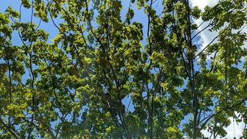 low angle view of Green Tree Against clear blue sky photo