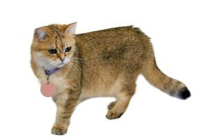 A cat walks on a white and isolated background photo