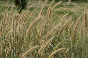 grassland field in the afternoon photo