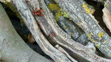 een groep van rood bugs Aan een boom romp in de Woud. video