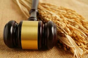 Juez martillo martillo con arroz de buen grano de granja agrícola. concepto de tribunal de derecho y justicia. foto