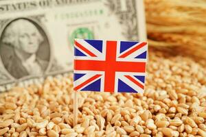 United Kingdom flag on grain wheat, trade export and economy concept. photo