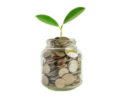 Green leaf plant on save money coins, Business finance saving banking investment concept. photo