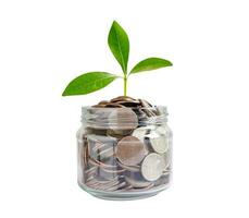 Green leaf plant on save money coins, Business finance saving banking investment concept. photo