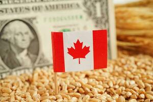 Canadá bandera en grano trigo, comercio exportar y economía concepto. foto